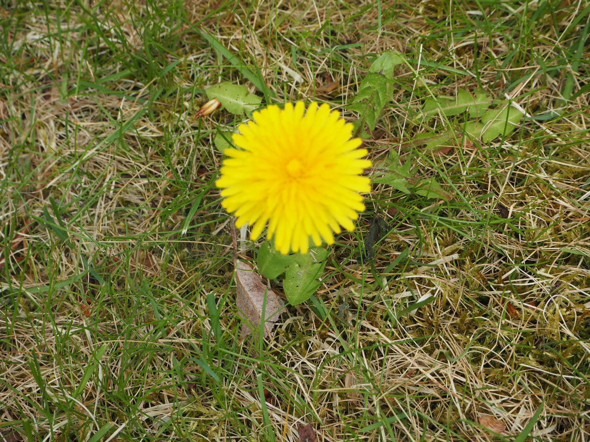 Kära maskrosen